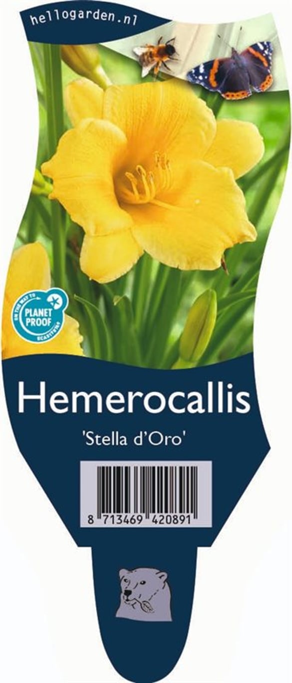 Hemerocallis 'Stella de Oro' - P11